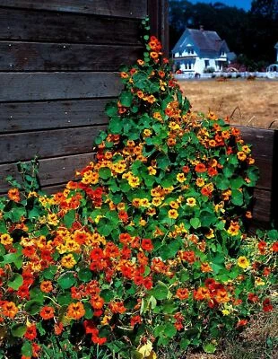 Nasturtium Tall Mix Flower Seeds, "COOL BEANS N SPROUTS" Brand