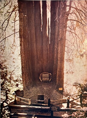 Berkeley CA Cathedral Tree Mystery Over Size Huge Postcard Vintage