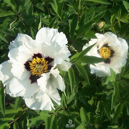 Paeonia suffruticosa mix colors 5 PCS fresh seeds, Peony seeds, Flower seeds - 第 6/8 張圖片