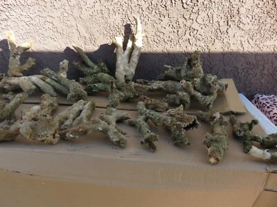 Solomon Islands Cured Live Rock This was imported late December 2024 sold by LB