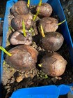 Dwarf Coconut Organic Coconut seed 2 sprouted from PR. — photo 7
