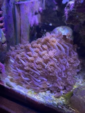 Huge!  Not a frag!! Live Coral Goniopora pink Long Tentacle baseball size!!