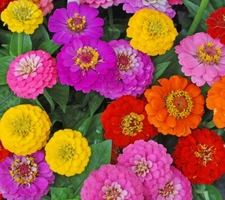 Zinnia Lilliput Flower Bulk Seed Mix | Non-GMO | Heirloom | Fresh Garden Seeds