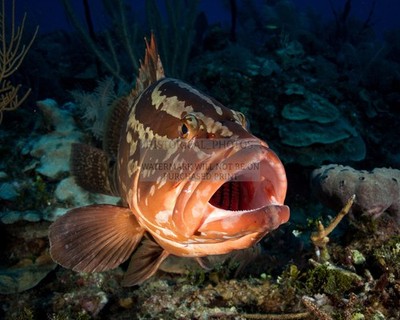 NASSAU GROUPER LOS INDIOS CUBA 2020 8X10 PHOTO