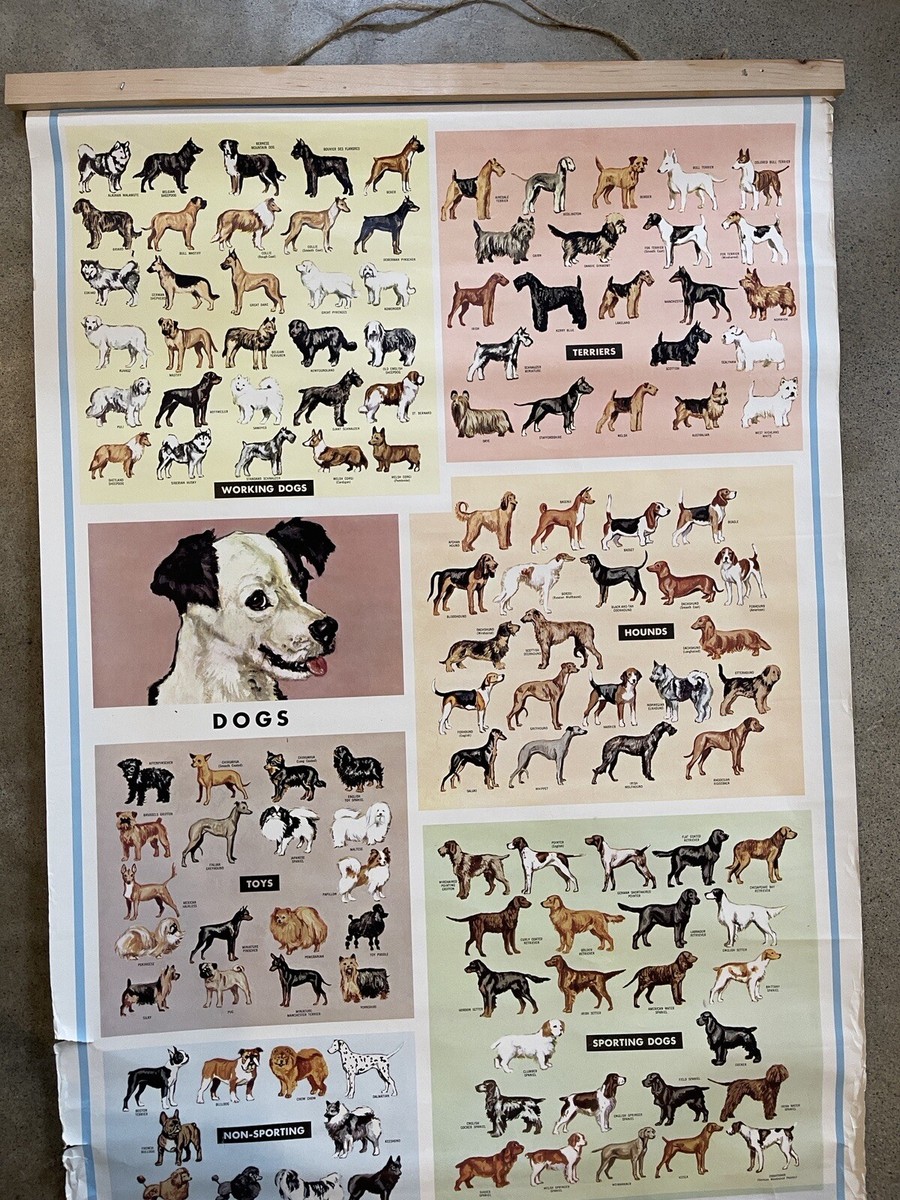 90s vintage 犬の系統図　ポスター　the dog 当時物　動物 楽天市場】犬の系統図 ドッグジェネレーション ポスター A1