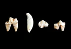 Pliocene Four Teeth of Chasmaporthetes lunensis Hyena Beremend Hungary 51-7