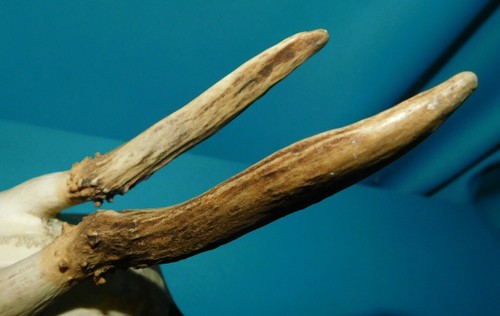 ANCIEN TROPHEE DE CHASSE FRANCE . CORNE DE CHEVREUIL . BOIS 9 cm 2 CORS . n°4 - Picture 4 of 5