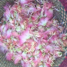 Mimosa Tree Seeds ~100 (Albizia julibrissin) tree of happiness, silk tree