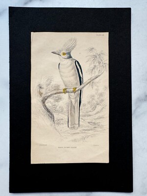 1837 Jardine Naturalist's Library Hand Colored Engraving Ornithology Birds 4 x 7