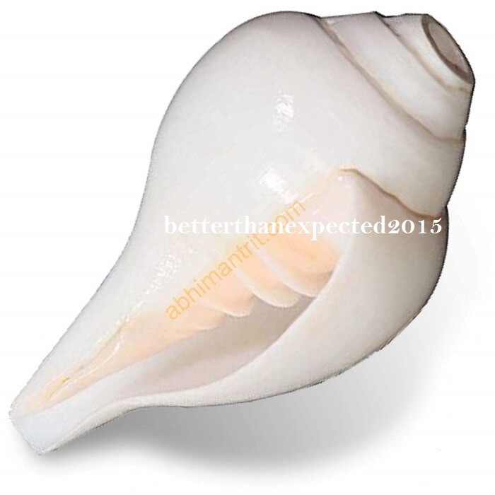 Grande coquille de conque Sankha naturelle et support en