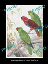 Neville Cayley Vintage Print Of Australian Birds 8X11 The Eclectus Parrot