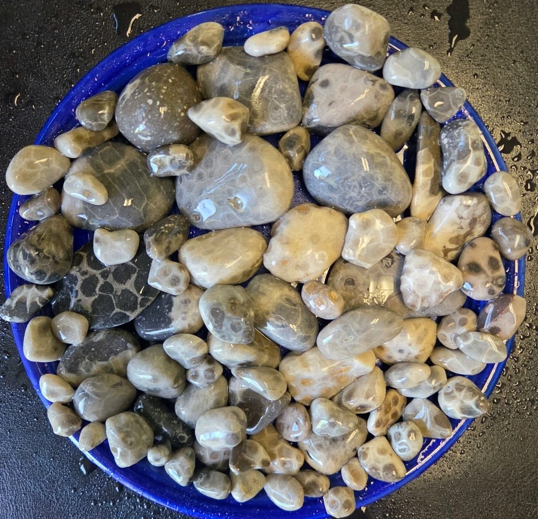 珊瑚化石| eBay