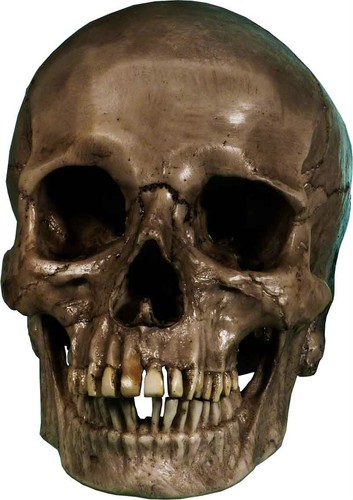 Authentic Human Skull-Life Size Replica Aged Relic -Crypt Dust Gray- Made in USA - Foto 7 di 10