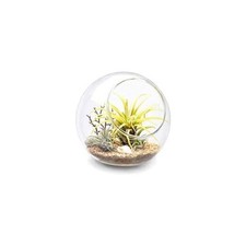  Plant Terrarium Display Glass Tabletop Succulent Air Plant Planter Globe 