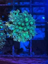 CE- WYSIWYG Glory Rush Rainbow Goni Frag - Live Coral Frag LPS SPS #RZE3