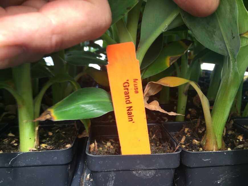 Grand Nain Banana Tree - Dwarf Live Banana Plant LARGE BUNCHES | eBay