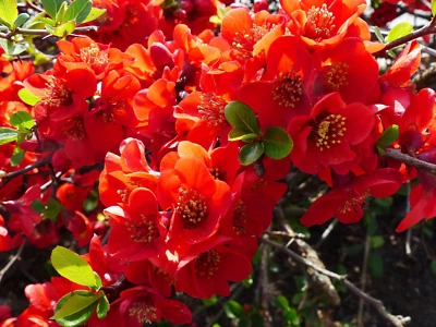SEEDVILLE USA 20 Red Flowering DWARF QUINCE Shrub Fruit Chaenomeles Japonica Scarlet Seeds