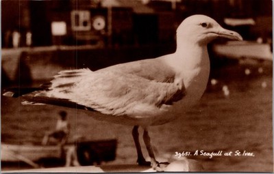 Seagull St Ives Cornwall harbour UK close up 1940s - RPPC Photo Postcard