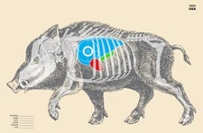 Hunting Targets - Wild Boar (LW) (100 Target Pack) 35" x 25"