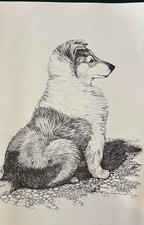 Collie puppy print  By Martha Van Loan 11 x17 signed numbered