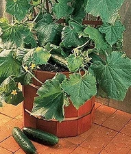 Salad Bush F1 Hybrid Cucumber Seeds (25+ Seeds)(More Heirloom, Organic, Non GMO,