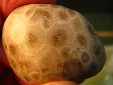 50g 1.87IN PETOSKEY STONE HEXAGONARIA PRESQUE ISLE MICHIGAN USA #045