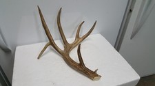 2 WILD kicker  WHITETAIL DEER ANTLER SHED antlers mule mount elk moose