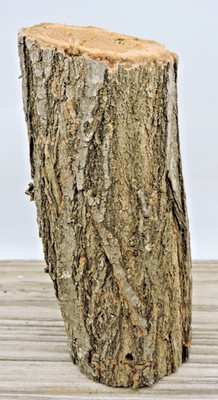 6'' Black Locust Wood Stick Log Chunk 2 3/4''D Live Edge Raw Lumber Craft