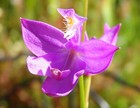 1 Bulbe - Zwiebel Calopogon tuberosus - Moorochidee