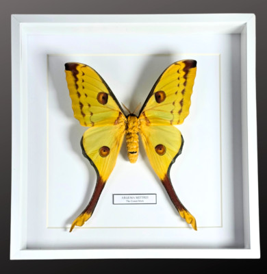 Gerahmte Komet Motte. Entomology Home Decoration. Argema Mittrei. Weiblich.