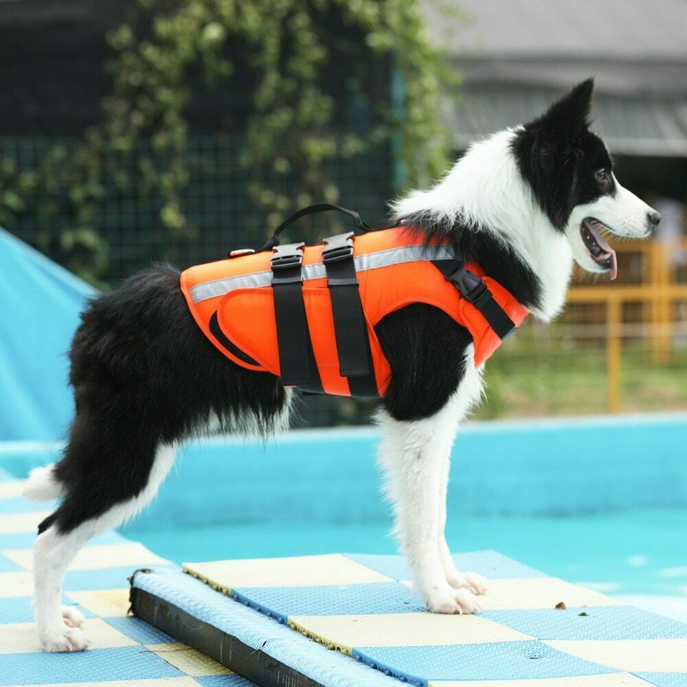 teal dog life jacket