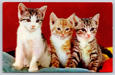 Postcard The Three Little Kittens Cats