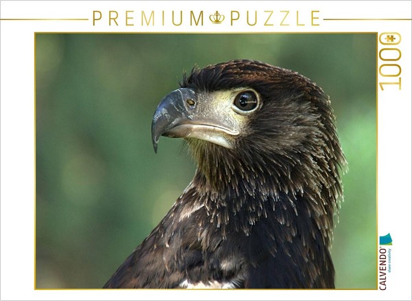 Calvendo Puzzle Birds Of Prey - African Fish Eagle | 1000 Pieces, Finished Size-image