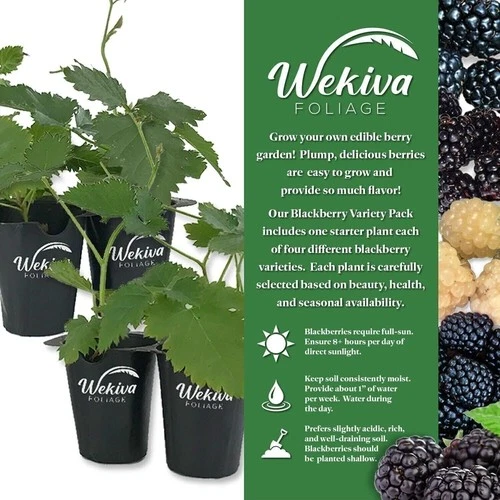 Blackberry Variety Pack - 4 Live Starter Plants - For Your Edible Garden