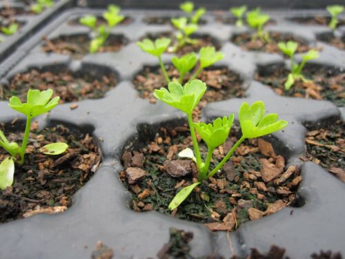 1001+TALL UTAH CELERY Seeds Organic Heirloom Vegetable Summer Garden Container - Picture 8 of 8