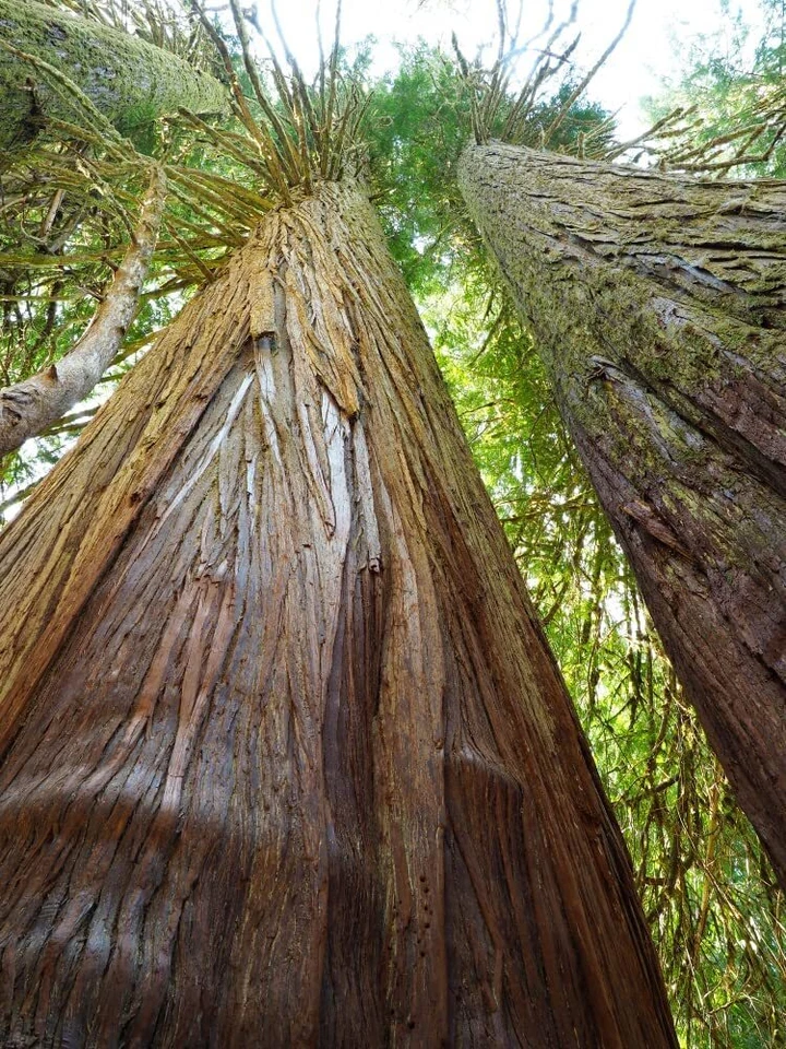 50 Western Red Cedar Tree Seeds for Planting Thuja plicata Long Lived Evergreen - Image 2 of 3