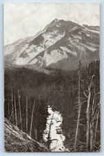 Canada Postcard Scene at Mt. Field Big Trees c1910 Antique Unposted