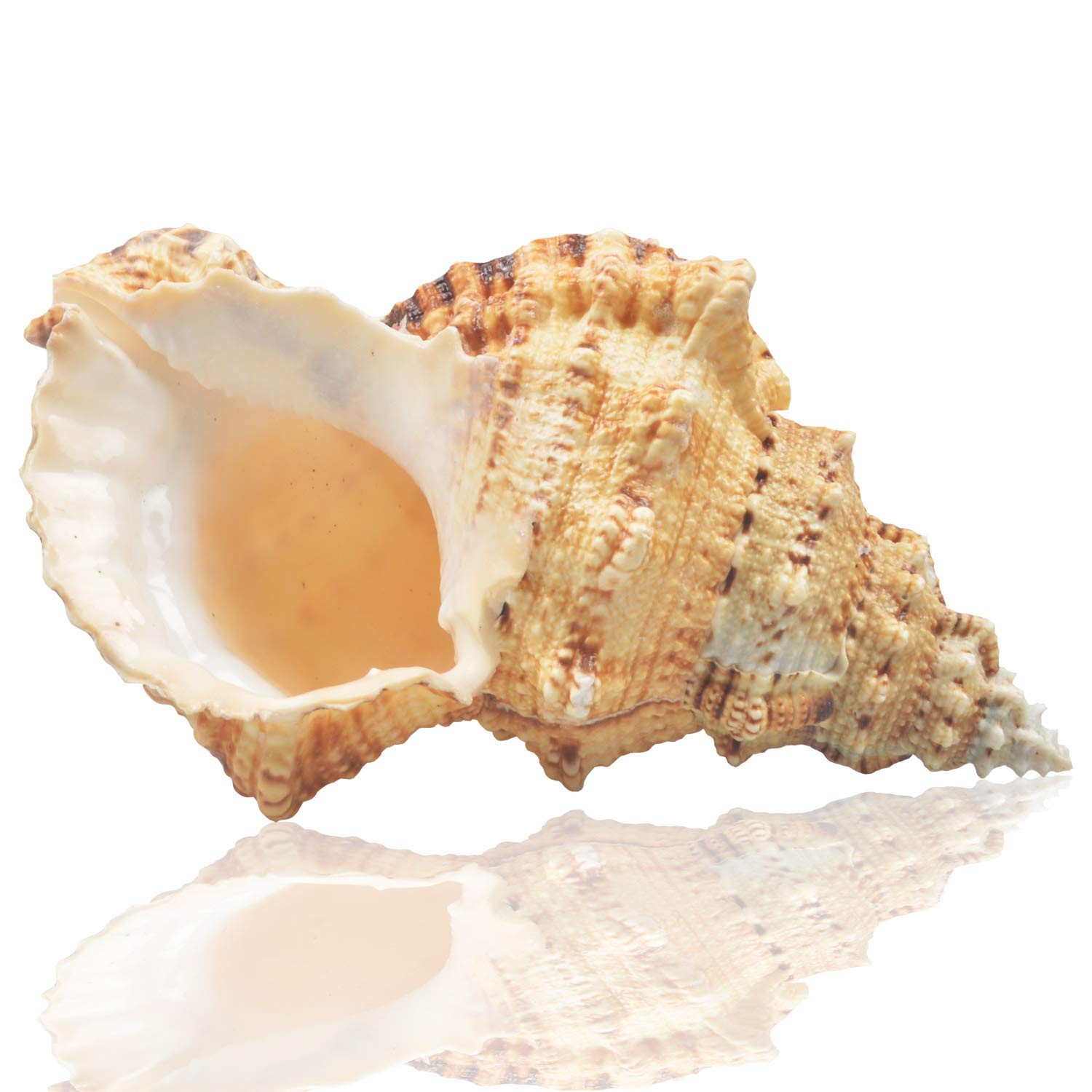 Grandi Conchiglie Di Mare Naturali, Conchiglie Di Conchiglie Enormi Con Conchigl