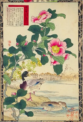Enten rosa Blumen Vintage Kono Bairei japanisches Poster botanischer Druck Kunst