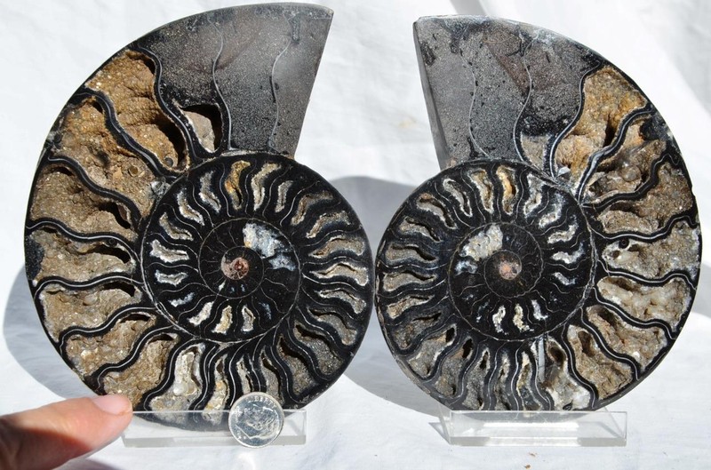 Large Black Ammonite Pair Great Crystals 110myo FOSSIL XXL 143mm 5.6" 9313ee