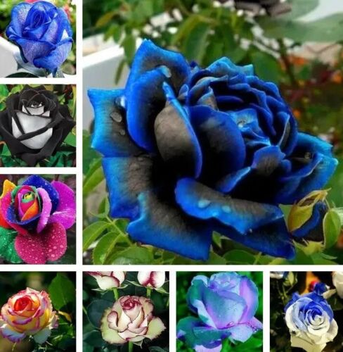 20 EXOTIC RARE ROSE SEEDS home garden flower plant bush diy sun Rosas hybrid tea - Picture 1 of 36