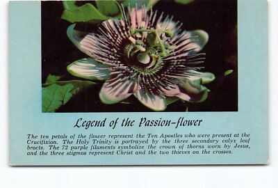 Passion Flower Passiflora Incarnata Chrome Postcard Vtg Unposted