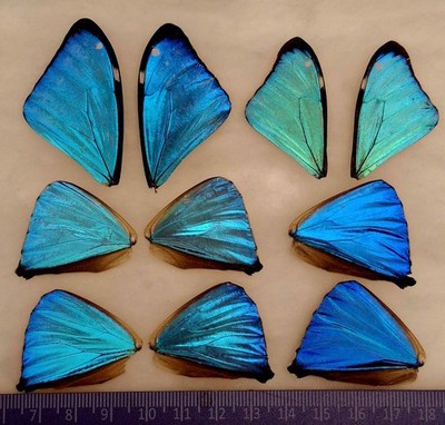 LOT OF 10 WINGS BLUE MORPHO AEGA BUTTERFLY WINGS JEWELRY ARTWORK 