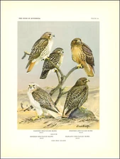 1936 Vintage Print Eastern Western Red Tailed Hawk Minnesota Bird Birds Brooks