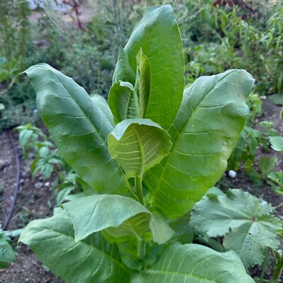 usda tobacco Shirazi Tobacco Seeds: Persian Heirloom USDA Certified Organic USA Grown  Non-GMO