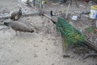 4 Indian Blue Peacock Hatching Eggs *769* Ready Now — photo 5
