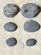 Crack Open Or Prepare Your Own Ammonite Fossil From North Yorkshire Coast