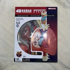 4d human anatomy Respiratory System