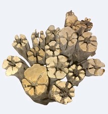 15 THICK 9" Cholla  Cactus  Airplant  Crafts  AQUARIUM  Decor  Habitat...