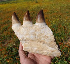 Rare Fossil Mosasaur Jaw with Original Teeth Morocco Discovery Marine Reptile
